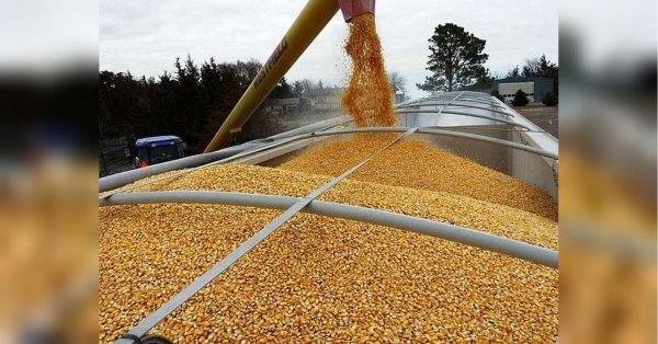 Вже цієї осені: Латвія планує підключитись до перевезення українського зерна - INFBusiness