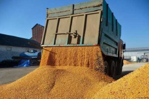 Продовжуючи заборону на імпорт українського зерна, Польща ризикує отримати санкції з боку ЄС - INFBusiness