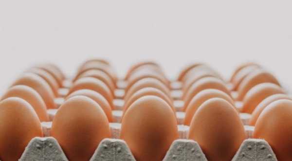 Японці вивели курей, які несуть гіпоалергенні яйця - INFBusiness