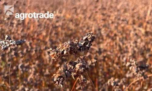 Врожайність гречки в АГРОТРЕЙД перевищила планову - INFBusiness