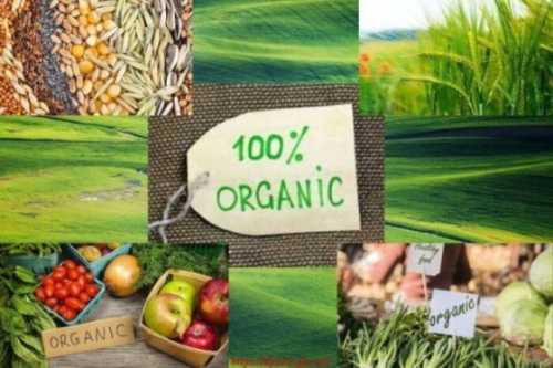 Війна не зупинила розвиток органічного виробництва, – Тарас Висоцький - INFBusiness