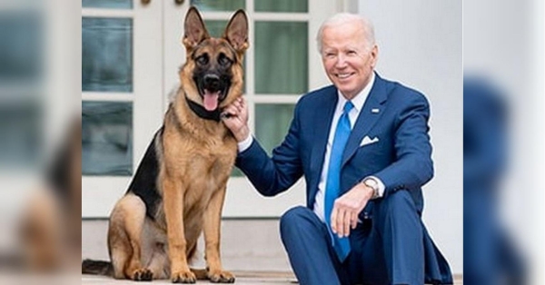 Вівчарку Джо Байдена вигнали з Білого дому за погану поведінку - INFBusiness