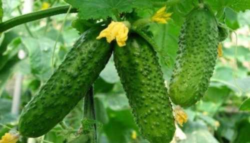 Тепличні огірки за тиждень подорожчали на 10% - INFBusiness