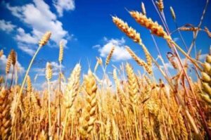 Країни Азії зацікавились українською пшеницею