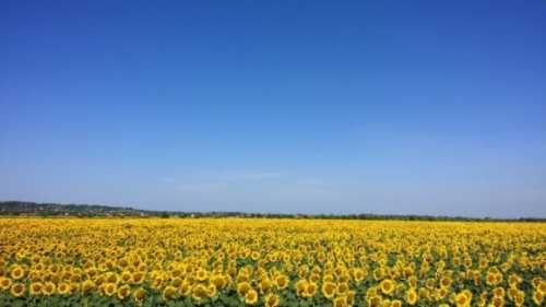 Україна збереже стратегічне значення гаранта глобальної продовольчої безпеки, – Денис Шмигаль - INFBusiness