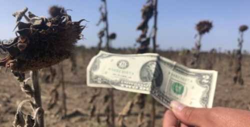 Фермери не зможуть довго працювати без стабільних експортних маршрутів та фінансування, – Денис Марчук - INFBusiness