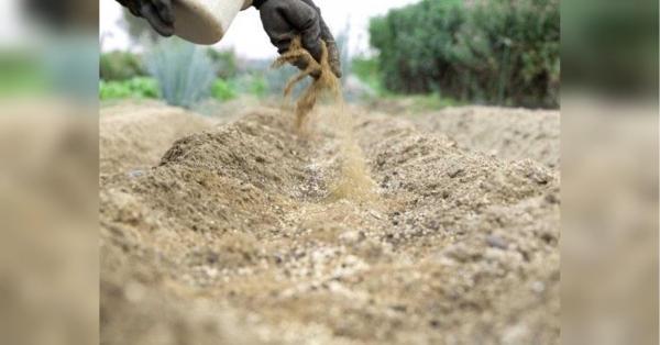 Обов'язково зробіть це восени — і забудьте про шкідників на городі - INFBusiness