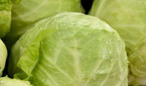 Виробники змушені знижувати ціни на капусту - INFBusiness