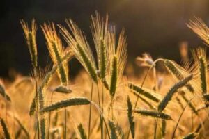 У жовтні в Україні посилився експортний попит на ячмінь