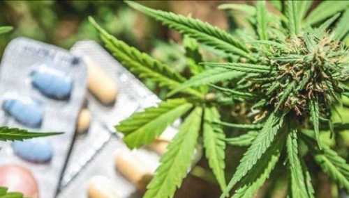 Комітет ВРУ рекомендував Раді ухвалити законопроєкт про легалізацію медичного канабісу - INFBusiness