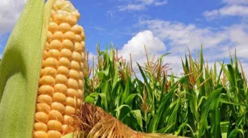 Прогноз виробництва кукурудзи в Україні знову переглянули в бік збільшення - INFBusiness