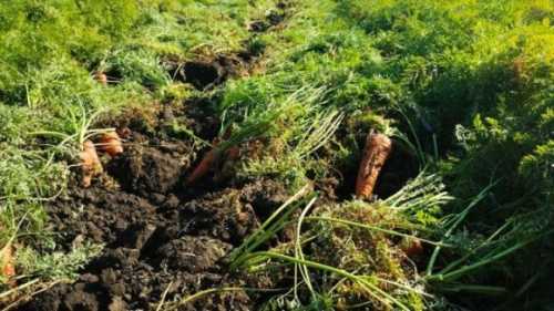 Ціни на моркву на Кіровоградщині вдвічі нижчі, ніж минулорічні - INFBusiness