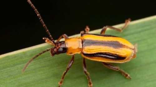 В наступному році Kernel буде боротись з діабротикою за допомогою біоінсектицидів - INFBusiness