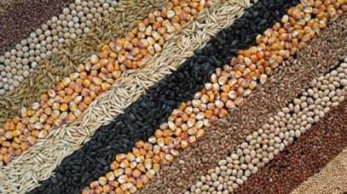 Сільгоспвиробники Чернігівщини нарощують валове виробництво продукції - INFBusiness