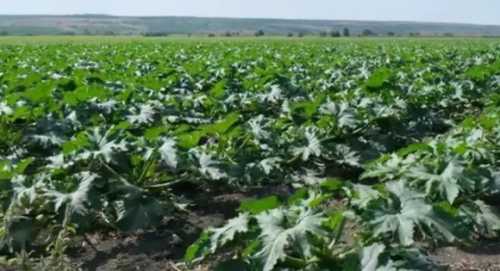 ПАЕК завершує збирати перший врожай овочів та розпочне збирати другий - INFBusiness