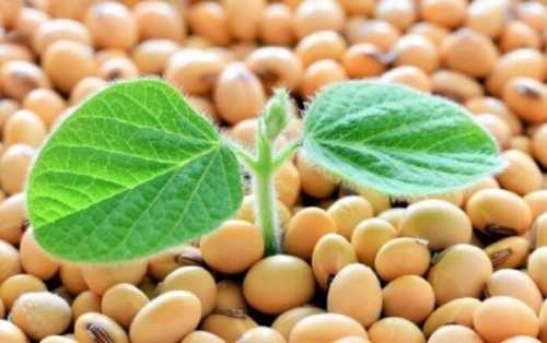 Ціни на сою на рівні минулорічних, але починають знижуватись - INFBusiness