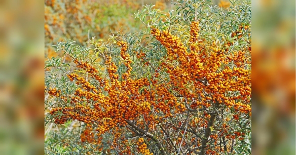 Лікує обмороження та заспокоює подразнення: чим корисна обліпиха для людського організму - INFBusiness