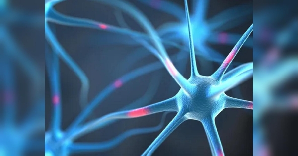 У Британії вперше у світі роздрукували нервові клітини на 3D-принтері: яке значення має для людства - INFBusiness