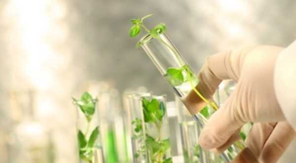 ГМ-продукти важливі для економіки та екології - INFBusiness