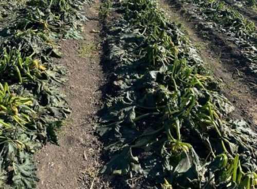 Приморозки не дали зібрати другий врожай овочів на Миколаївщині - INFBusiness