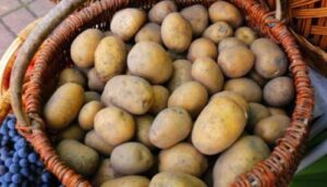 Ціни на картоплю вдвічі вищі, ніж торік, і продовжать зростати