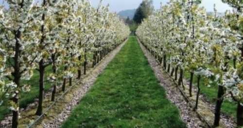 Гранти на розвиток садівництва отримали ще три агропідприємства - INFBusiness