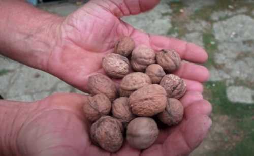 Фермери дедалі частіше викорчовують горіхові сади - INFBusiness