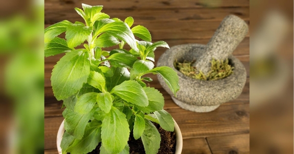 Не спричиняє здуття кишківника та знижує холестерин: лікар про стевію для діабетиків - INFBusiness