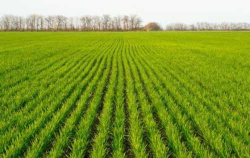 Через пізні строки посіву частина озимини може увійти в зиму в слаборозвиненому стані, – НААН - INFBusiness