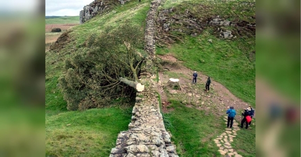Акт вандалізму: у Британії спиляли знамените дерево Робін Гуда