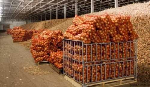 Проблеми зі зберіганням цибулі змушують фермерів терміново її продавати - INFBusiness