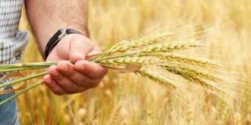 Аграрії закликали парламент прийняти закон про аграрні розписки - INFBusiness