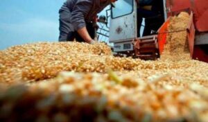 Експорт українського зерна не загрожує литовським фермерам