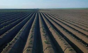 Збільшувати ліміти на купівлю земель під час війни несправедливо, – Денис Марчук