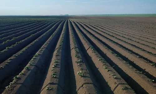 Збільшувати ліміти на купівлю земель під час війни несправедливо, – Денис Марчук - INFBusiness