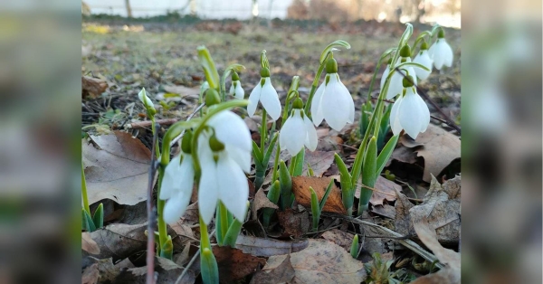 Переважатиме плюсова температура: кліматологиня дала прогноз погоди на зиму - INFBusiness