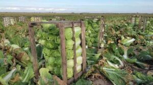 Волинське село забезпечує пекінською капустою весь регіон