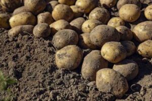 Збільшився попит на картоплю – зросли й ціни