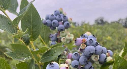 «Фруктовий сад АТ» допоможе виростити лохиновий сад - INFBusiness