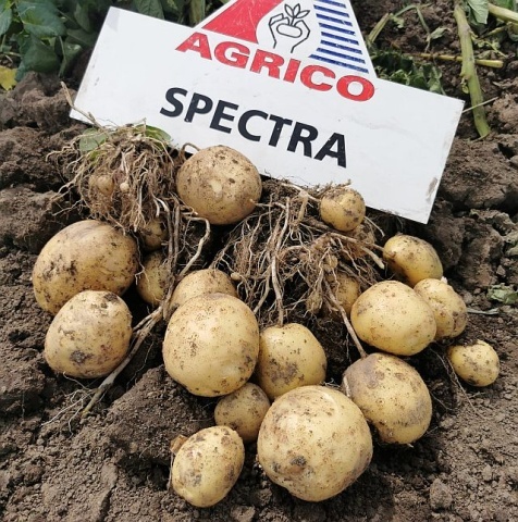 До реєстру сортів рослин внесли два нові сорти картоплі - INFBusiness
