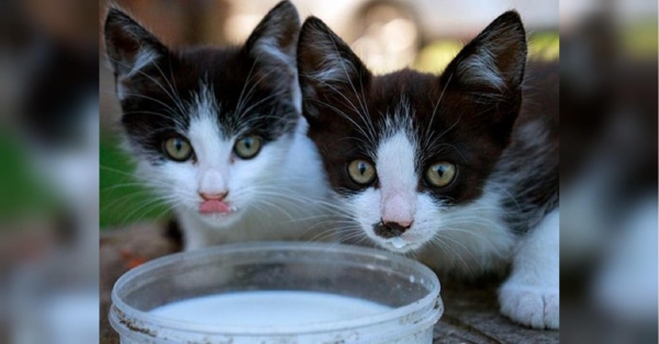 Собак та кішок перерахують: в Україні створили електронний реєстр домашніх тварин - INFBusiness