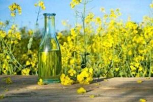 Китай купив 60 тис. тонн української ріпакової олії