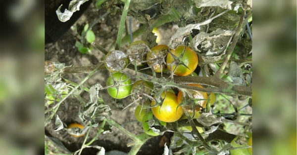 Боремося з фітофторою на дачній ділянці: три способи знезаразити землю, щоб не постраждав майбутній урожай - INFBusiness