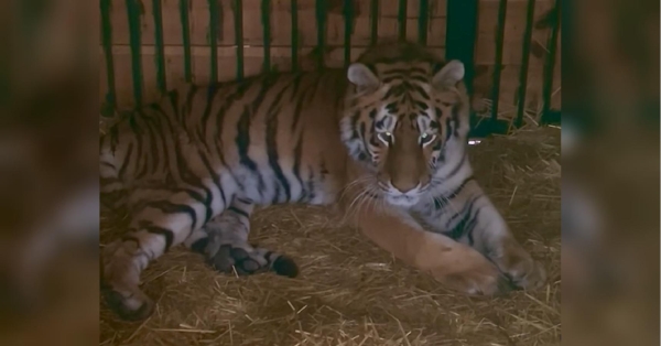 Під Києвом рятують тигрицю, яка постраждала під час ракетного удару (відео) - INFBusiness
