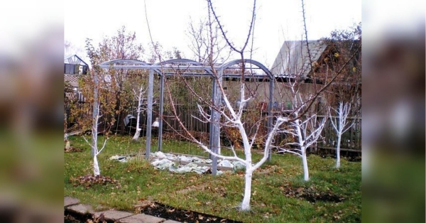 Засипте грядки добре перепрілою органікою: що слід зробити в саду в листопаді - INFBusiness