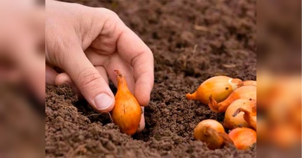 Щоб озима цибуля не зійшла до холодів: дотримуйтесь цих простих правил - INFBusiness