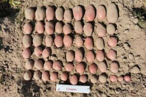 До реєстру сортів рослин внесли два нові сорти картоплі