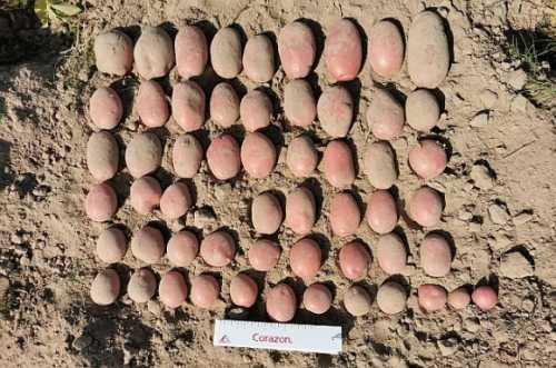 До реєстру сортів рослин внесли два нові сорти картоплі - INFBusiness