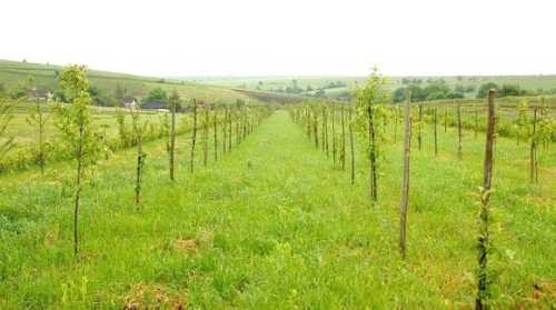 Гранти на садівництво стануть більш доступними - INFBusiness