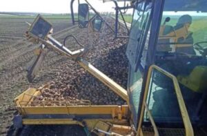Агрофірма «Ольгопіль» закінчує збирати цукровий буряк: результати не гірші минулорічних
